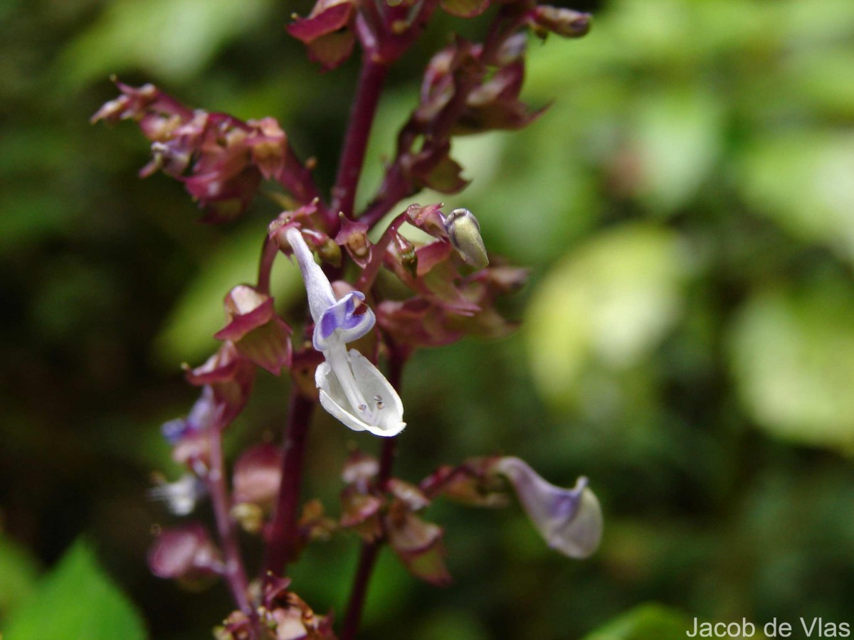 Coleus malabaricus Benth.